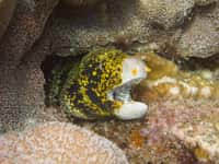 Grâce à ses deux paires de mâchoire, la murène étoilée peut avaler directement sa proie sur terre, même en l’absence d’eau. © maractwin, iNaturalist